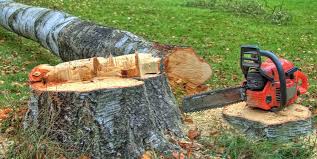 Reliable Cuyahoga Falls, OH Tree Care Services Solutions