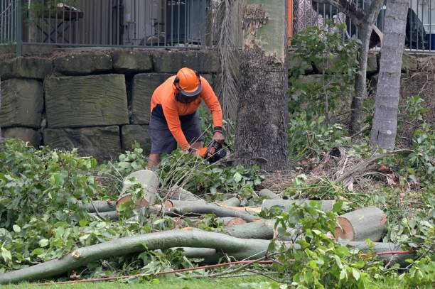 Best Tree Removal  in Cuyahoga Falls, OH